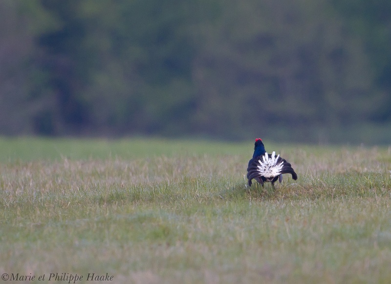 Tetras lyre 7850_wm.jpg - Tétras lyre, Black Grouse,Lyrurus tetrix (Suède, mai 2011)